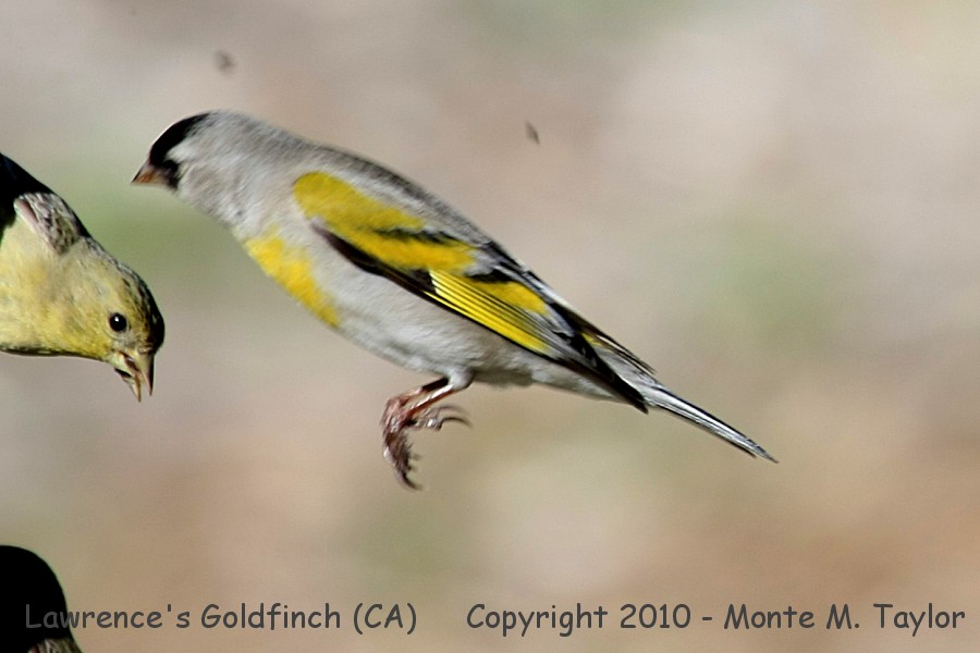 Lawrence's Goldfinch -winter male- (California)