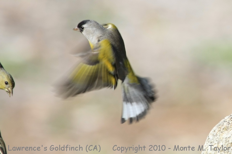 Lawrence's Goldfinch -winter male- (California)