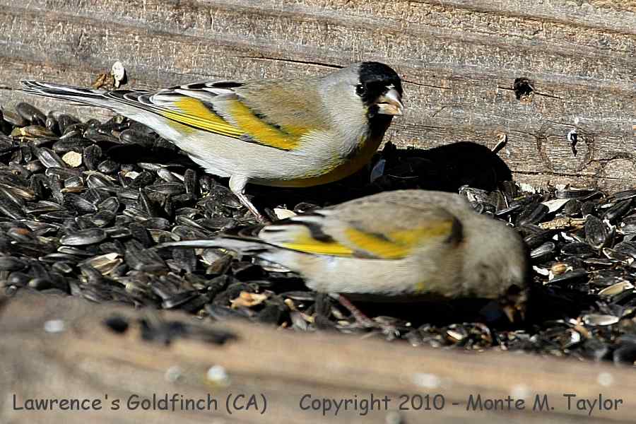 Lawrence's Goldfinch -winter male/female- (California)