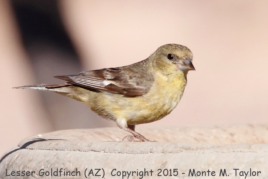 Lesser Goldfinch -spring female- (Arizona)