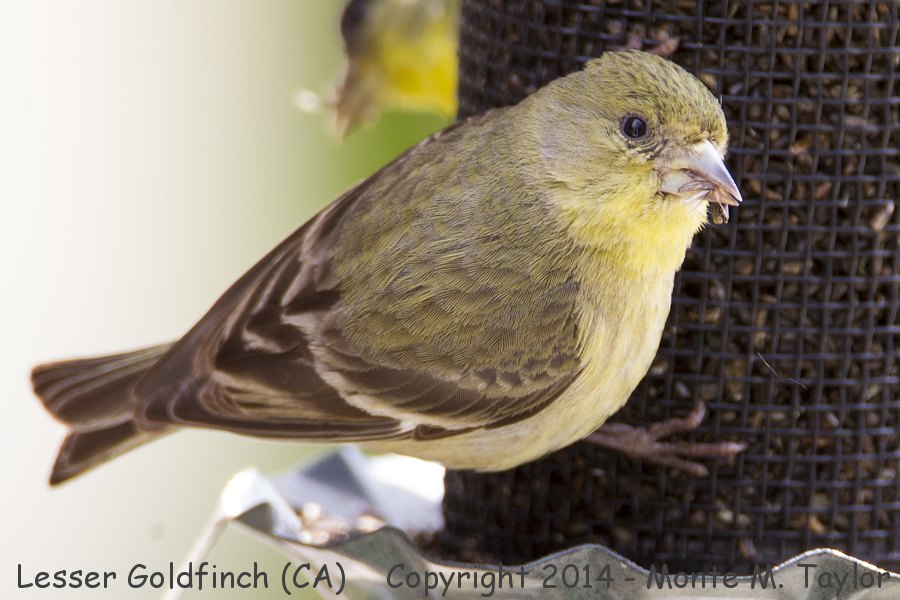 Lesser Goldfinch -spring female- (California)