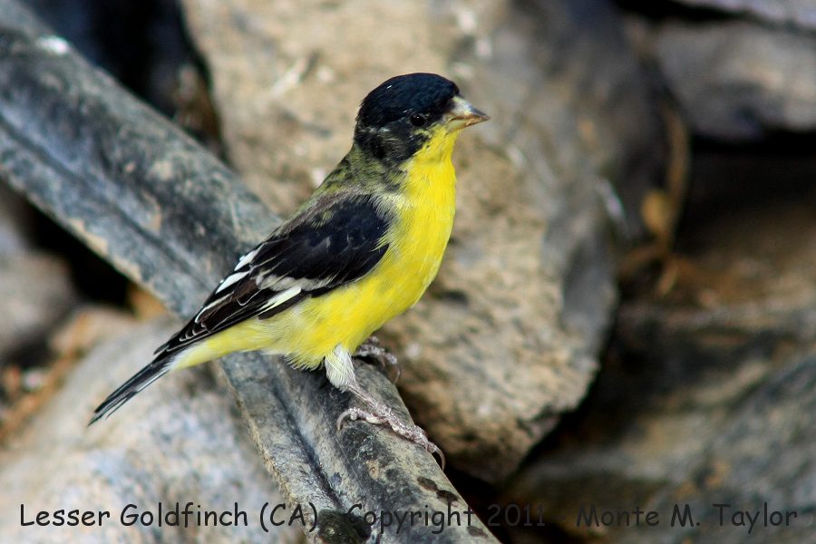 Lesser Goldfinch -fall male- (California)