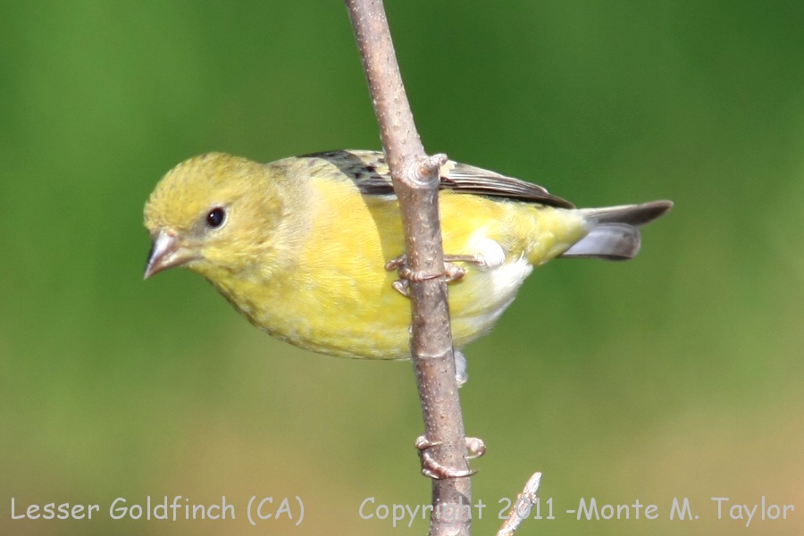 Lesser Goldfinch -fall male- (California)