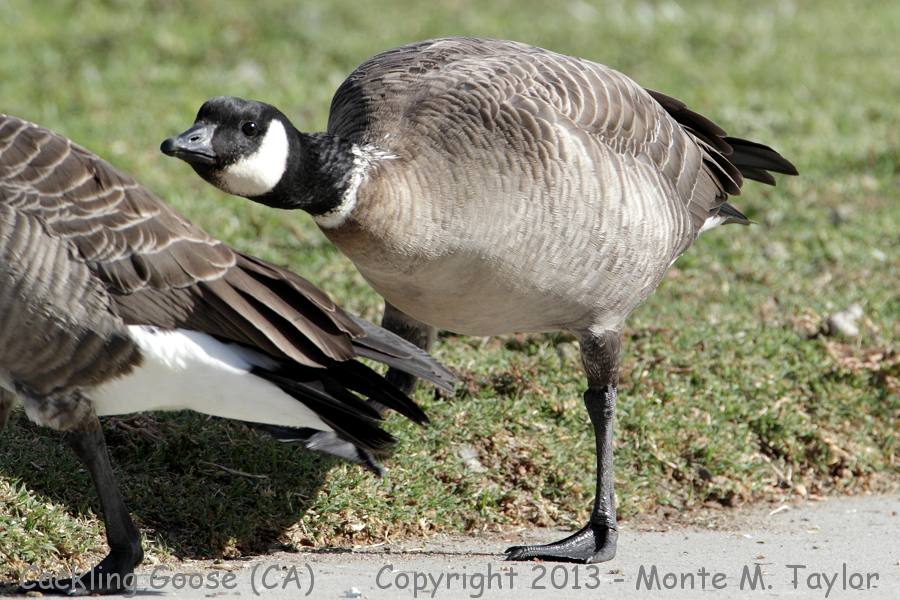 Cackling Goose -fall leucopareia- (California)