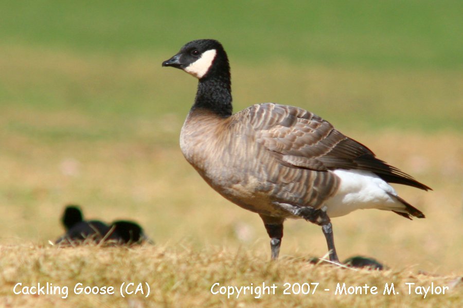 Cackling Goose -winter B.h. minima- (California)