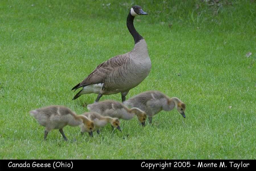 Canada Geese -spring w/goslings- (Ohio)