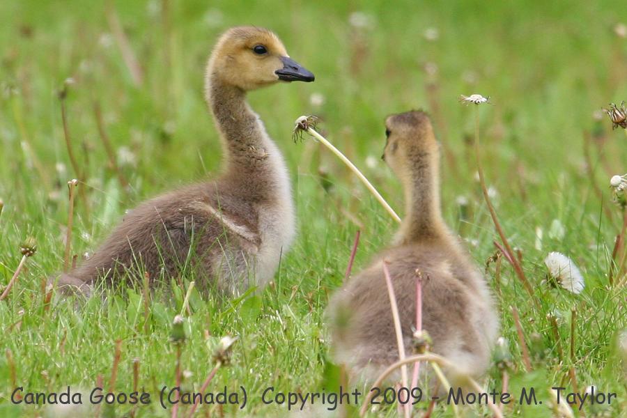 Canada Goose -summer goslings- (Manitoba, Canada)