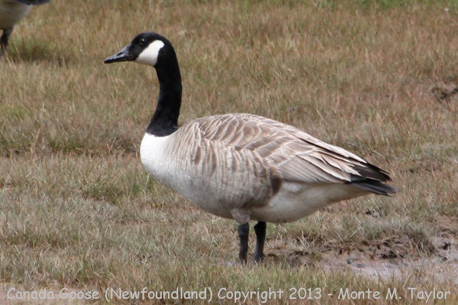 Canada Goose -spring- (Newfoundland, Canada)