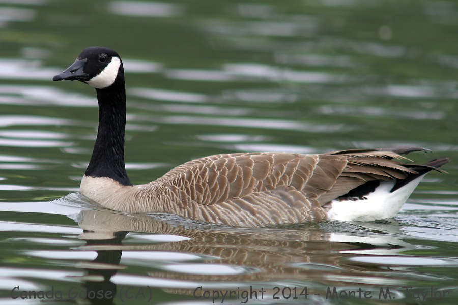 Canada Goose -winter- (California)