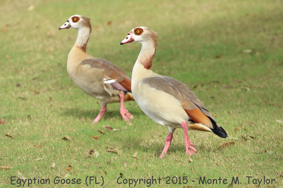 Egyptian Goose -fall- (Boynton Beach, Florida w/my buddy Sandy Komito)