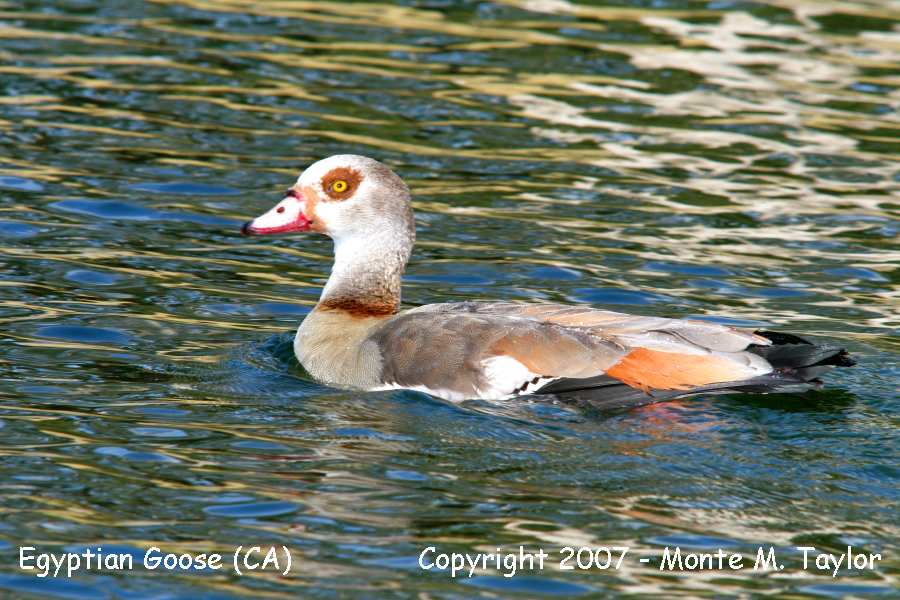 Egyptian Goose -winter- (California)
