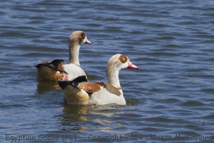 Egyptian Goose -winter- (Florida)