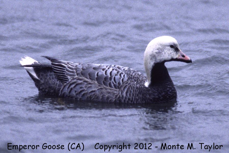Emperor Goose -winter- (California)