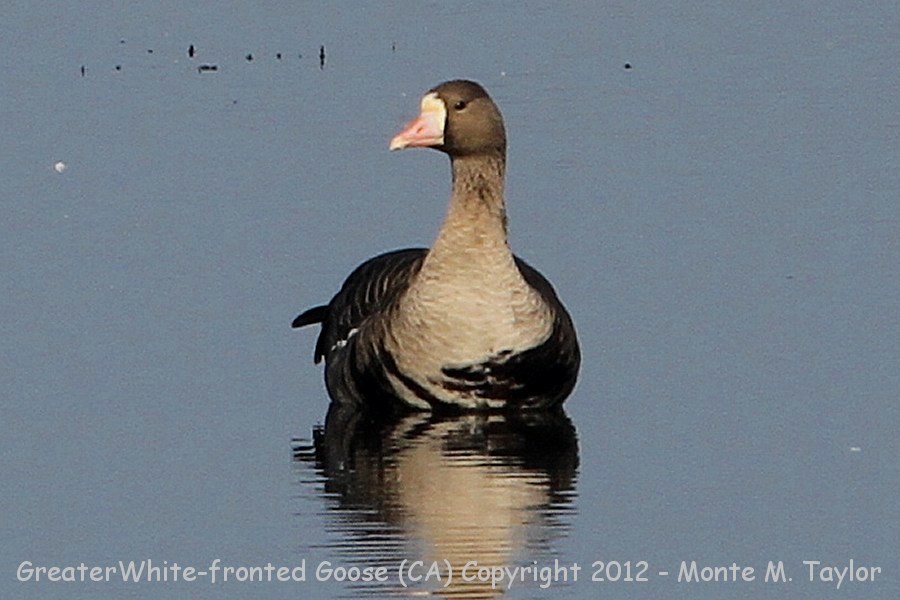 Greater White-fronted Goose -fall- (California)