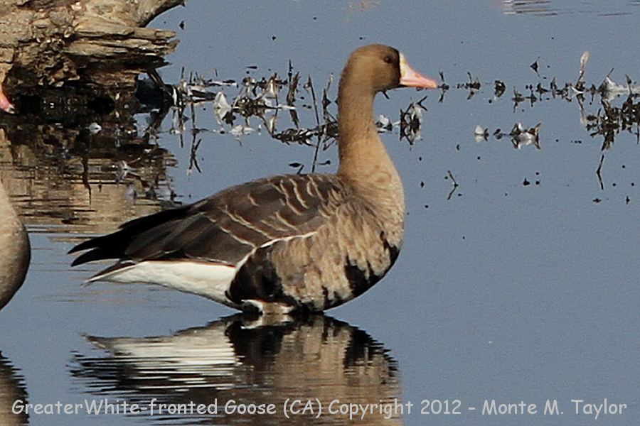 Greater White-fronted Goose -fall- (California)