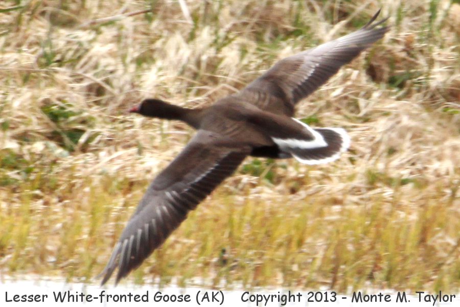 Lesser White-fronted Goose -Jun 24, 2013- (Saint Paul Island, Alaska)