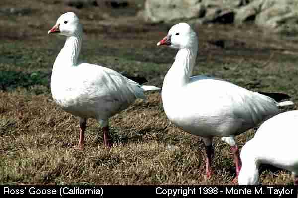 Ross's Goose -winter- (California)