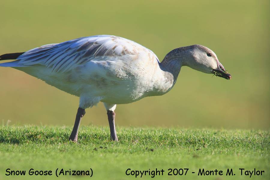 Snow Goose -winter juvenal- (Arizona)