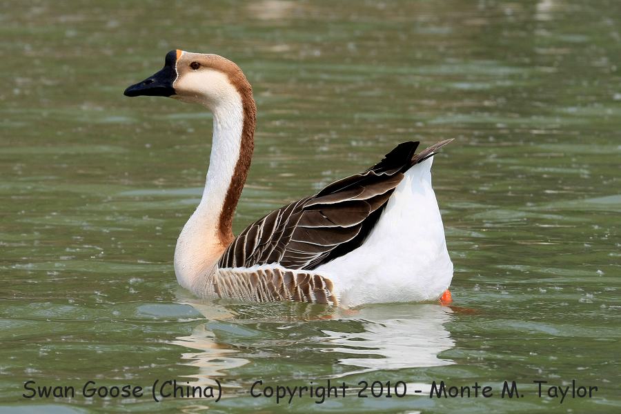Swan Goose -spring- (Tianjin, China)