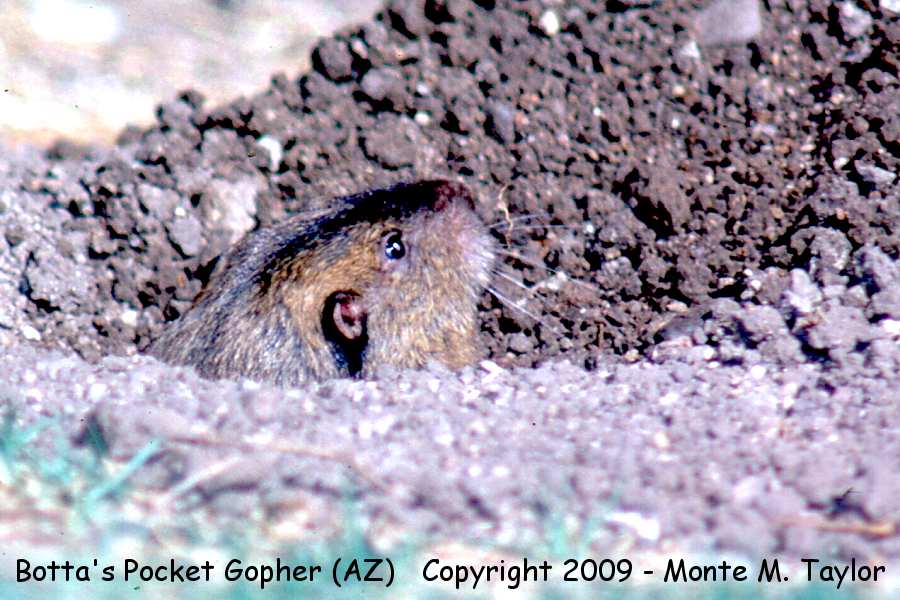 Botta's Pocket Gopher -spring- (Arizona)
