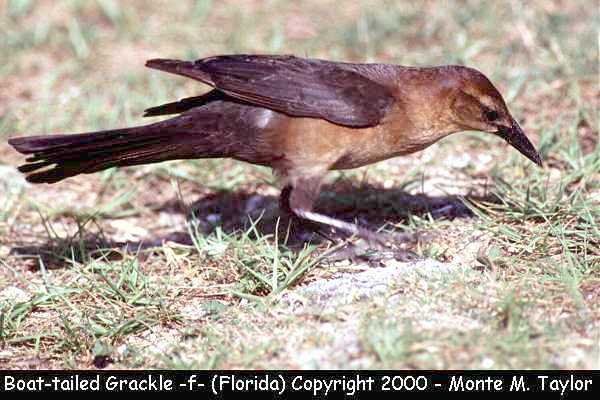Boat-tailed Grackle -female- (Florida)