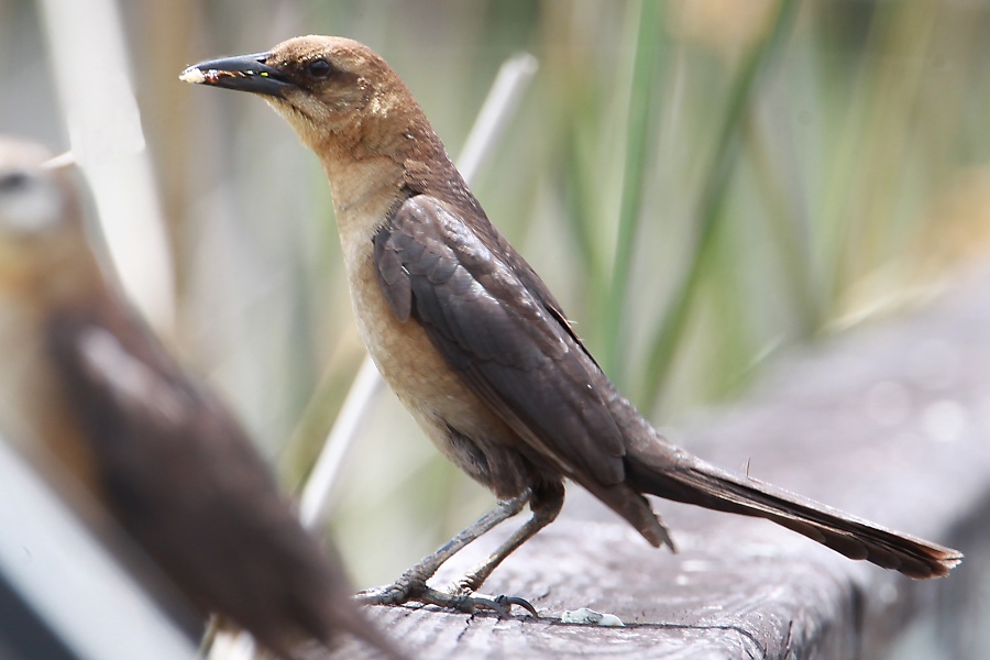 Boat-tailed Grackle -spring female- (Florida)