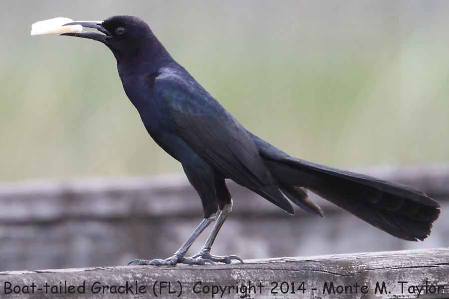 Boat-tailed Grackle -spring male- (Florida)
