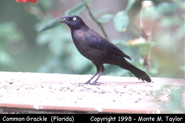 Common Grackle -spring male- (Florida)