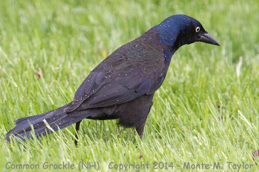Common Grackle -spring male- (New Hampshire)