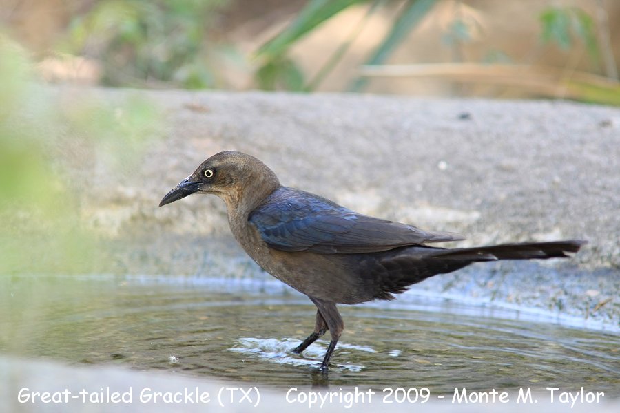 Great-tailed Grackle -spring female- (Texas)