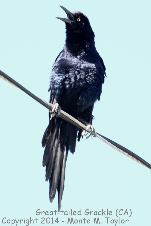 Great-tailed Grackle -spring male- (California)