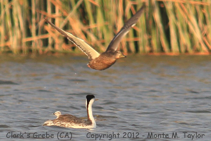 Clark's Grebe -summer with chick- (California)
