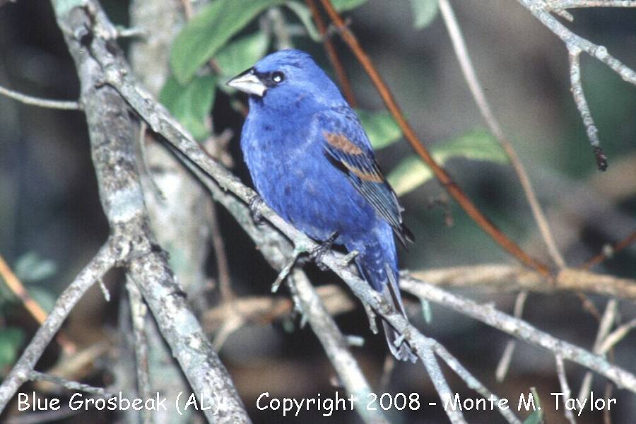 Blue Grosbeak -spring male- (Alabama)
