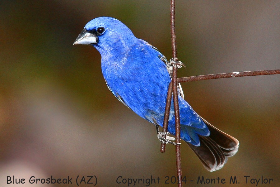 Blue Grosbeak -spring male- (Arizona)