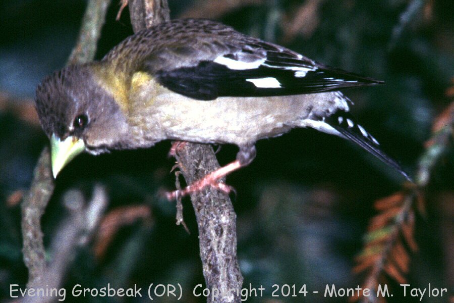 Evening Grosbeak -summer female- (Oregon)