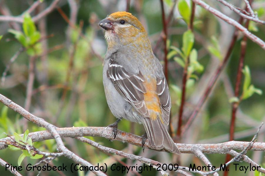 Pine Grosbeak -summer female- (Churchill, Manitoba, Canada)