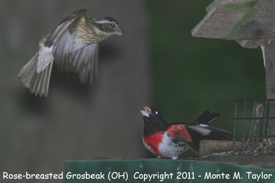 Rose-breasted Grosbeak -spring female/male- (Ohio)