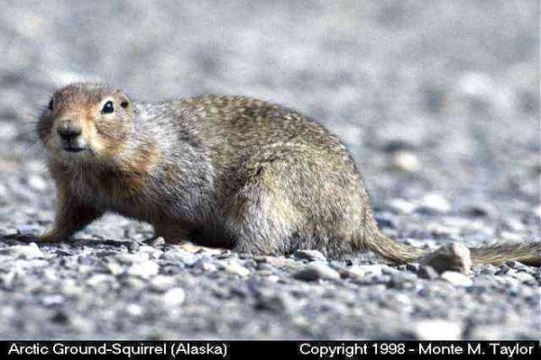 Arctic Ground-Squirrel -spring- (Denali National Park, Alaska)
