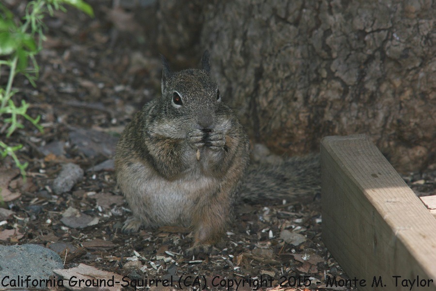 California Ground-Squirrel -spring- (California)