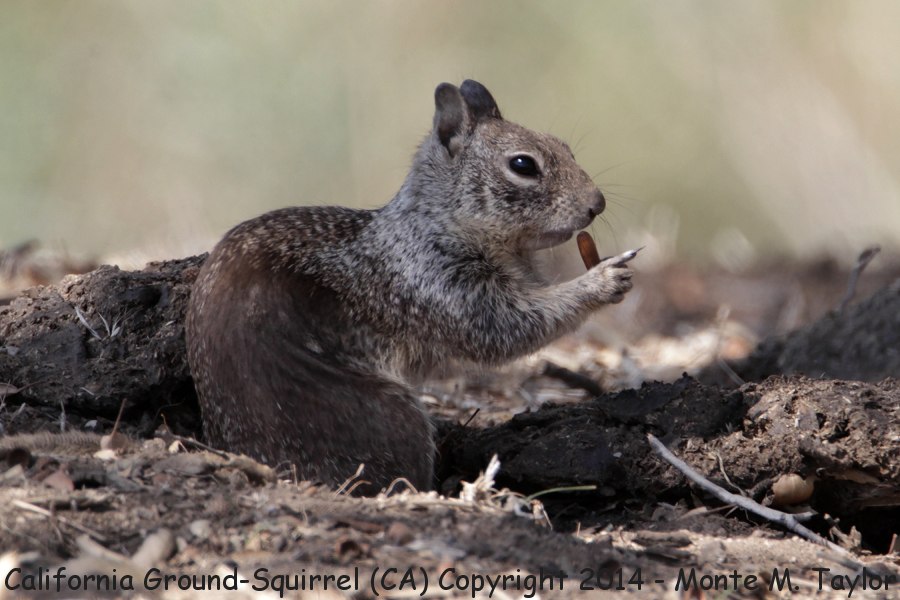 California Ground-Squirrel -winter- (California)