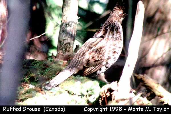 Ruffed Grouse -spring- (Algonquin Provincial Park, Ontario, Canada)