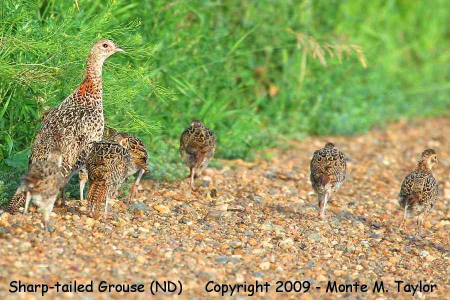 Sharp-tailed Grouse -summer w/chicks- (North Dakota)