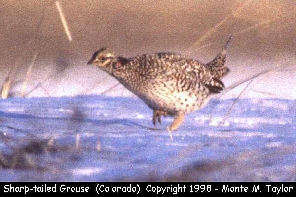 Sharp-tailed Grouse -spring female- (Colorado)