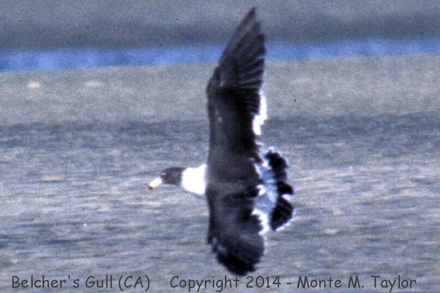 Belcher's Gull / Band-tailed Gull -Aug 21st, 1997- (Imperial Beach, San Diego, California)