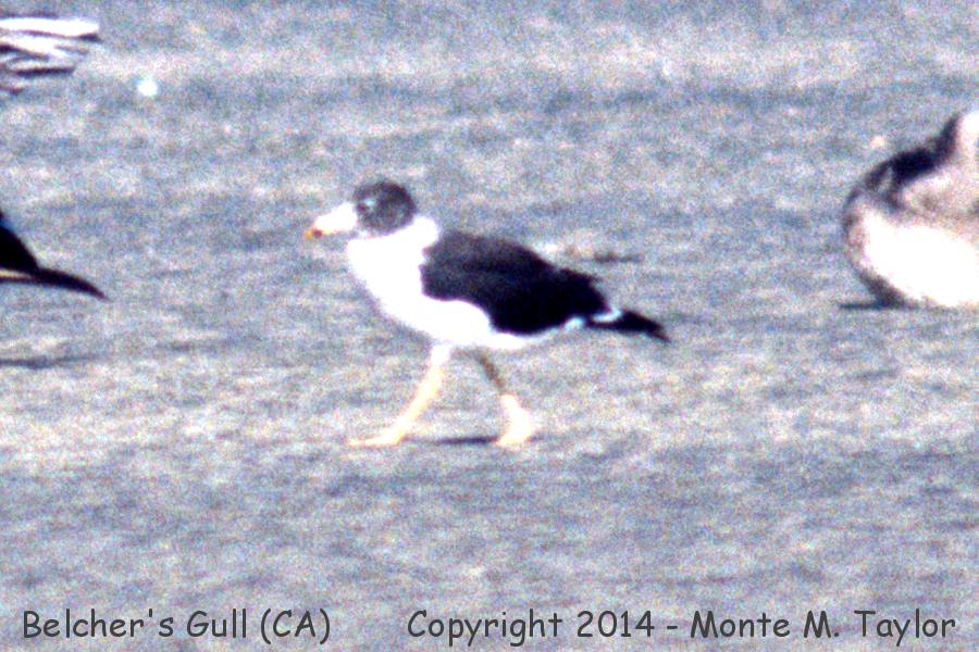 Belcher's Gull / Band-tailed Gull -Aug 21st, 1997- (Imperial Beach, San Diego, California)