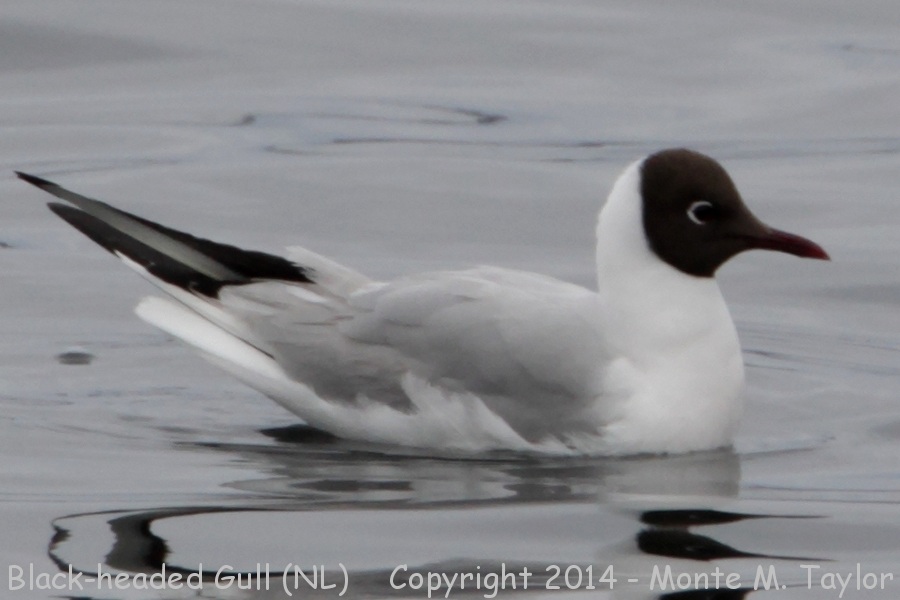 Black-headed Gull -spring- (Newfoundland)