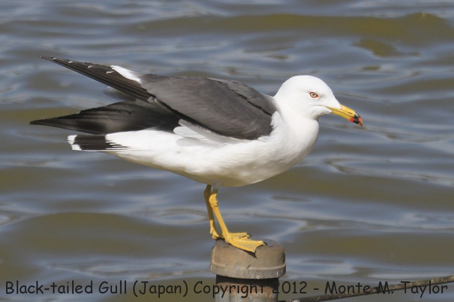 Black-tailed Gull -winter adult- (Japan)
