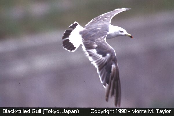 Black-tailed Gull -summer- (Japan)