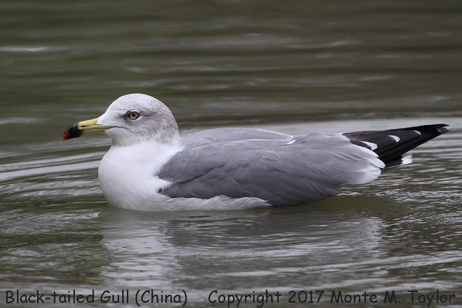 Black-tailed Gull -winter adult- (China)