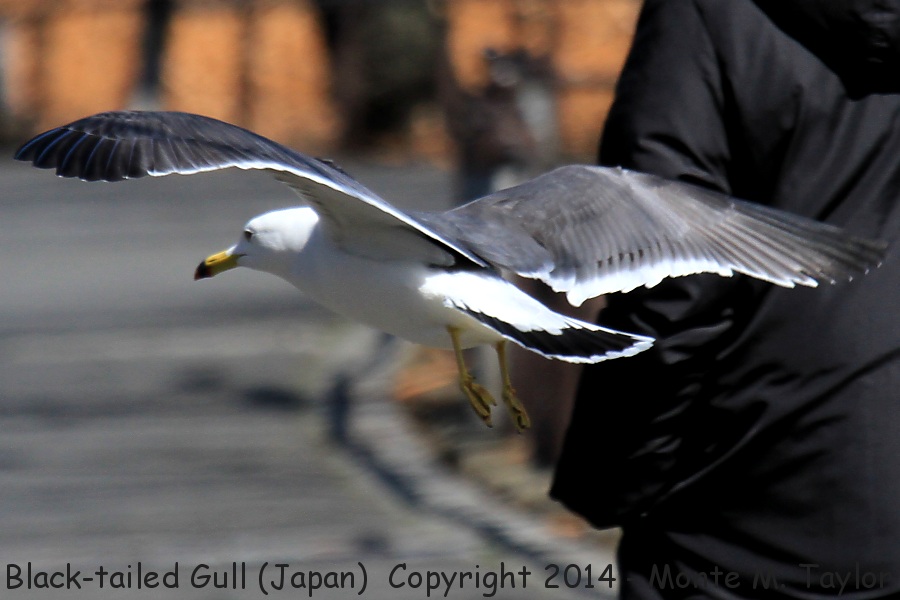 Black-tailed Gull -winter- (Japan)